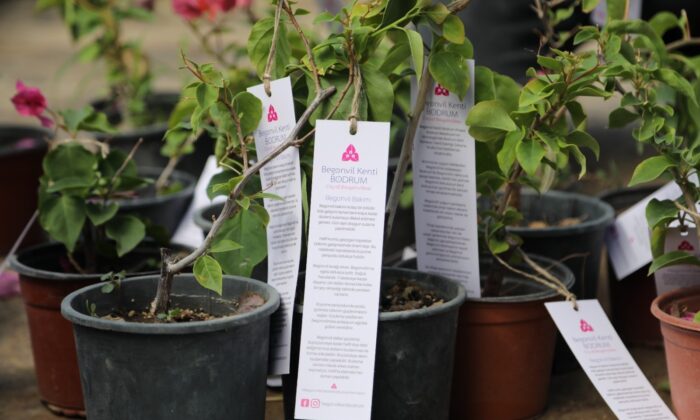 Bodrum’da begonvil fidanı dağıtıldı