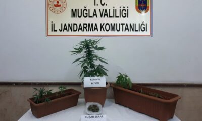 Bodrum’da kenevir operasyonu