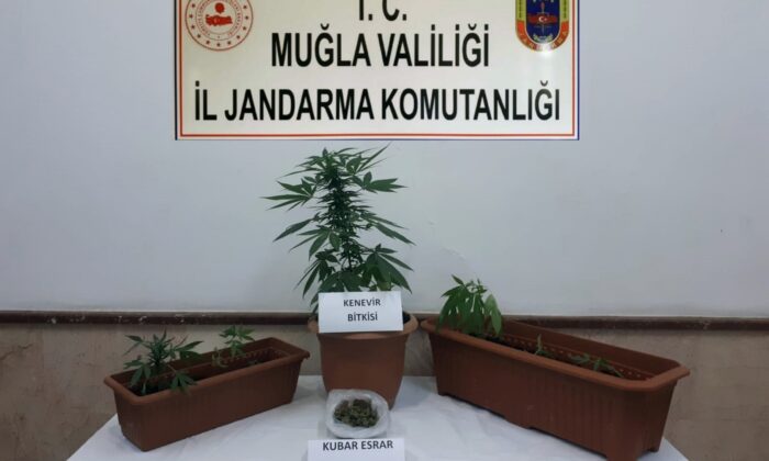 Bodrum’da kenevir operasyonu
