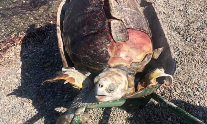 Bodrum’da sahilde ölü deniz kaplumbağası bulundu