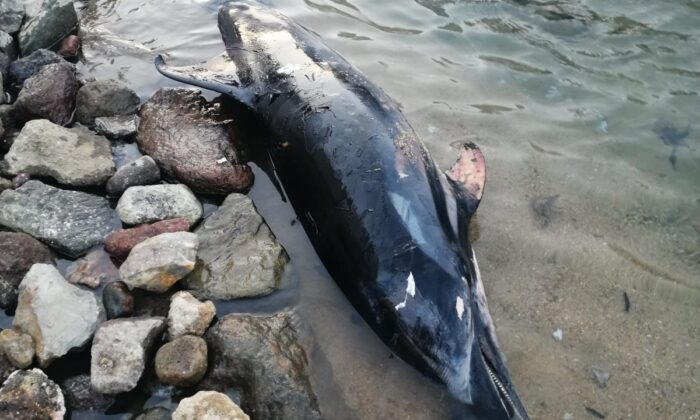 Bodrum’da sahile vuran ölü yunus balığı ekipelri harekete geçirdi