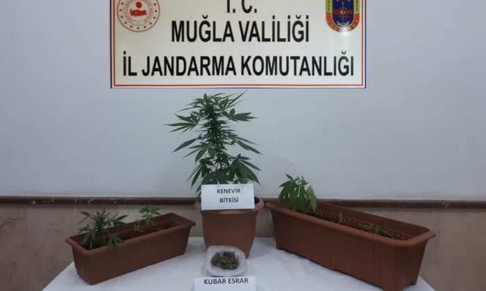 Bodrum’da uyuşturucu operasyonu: 1 gözaltı