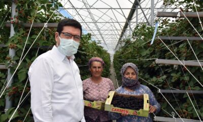 Bodrum’dan dünyaya ahududu ve böğürtlen ihracatı