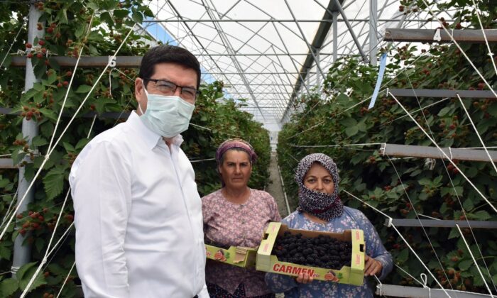 Bodrum’dan dünyaya ahududu ve böğürtlen ihracatı