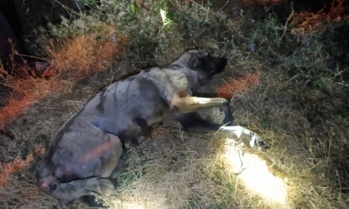 Boğulmak üzere olan köpek son anda kurtarıldı