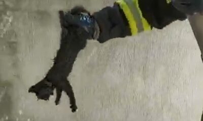 Boruya sıkışan yavru kediyi itfaiye kurtardı