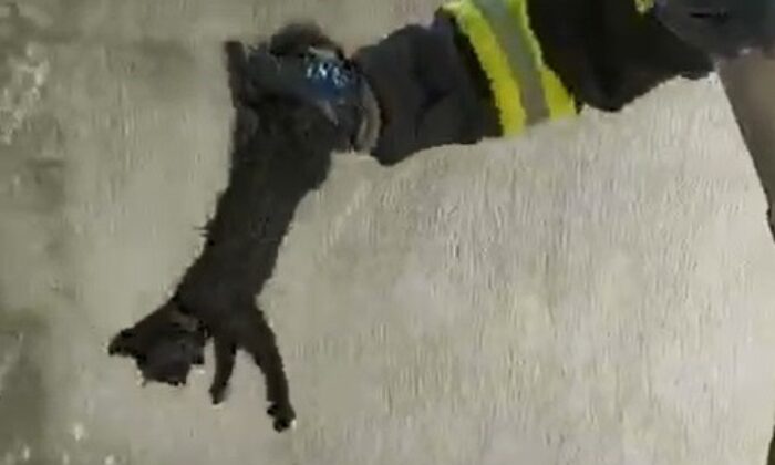 Boruya sıkışan yavru kediyi itfaiye kurtardı