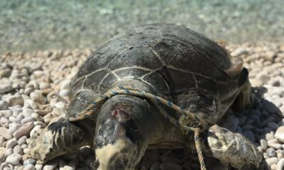 Boynuna ve ayaklarına halat dolanan caretta caretta telef oldu