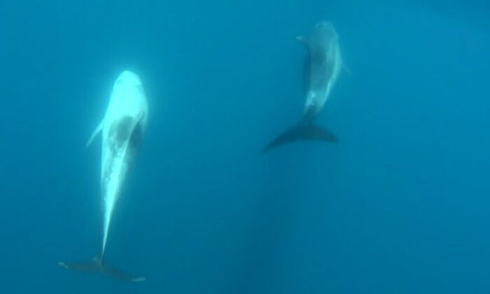 Boz yunus balıkları Gökçeada açıklarında görüldü