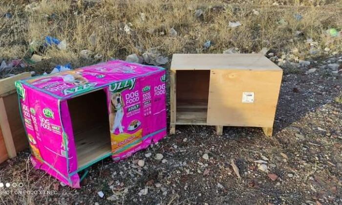 Bozuk para kasaları sokaktaki canlara yuva olmaya devam ediyor