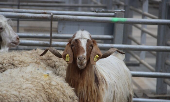 Bu bayramın gözdesi küçükbaş kurbanlıklar olacak