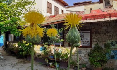 Bu çiçeği koparmanın cezası 73 bin TL