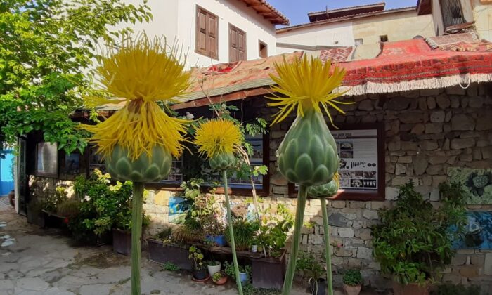 Bu çiçeği koparmanın cezası 73 bin TL