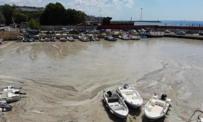 Bu görüntüler Tekirdağ’dan: Denizde salya çölü