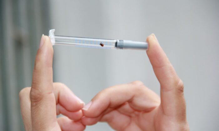 Bu hatalar öldürebilir: Kene ısırırsa bunu yapmayın