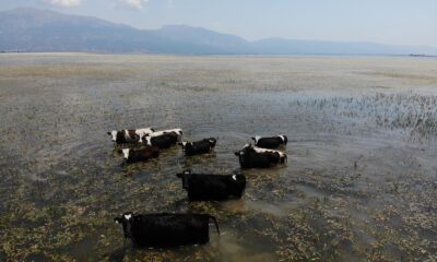 Bu inekler merada değil gölde otluyor