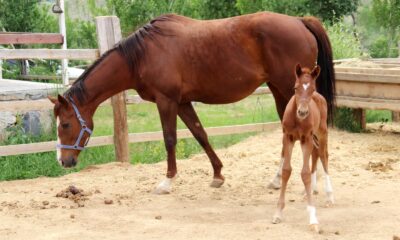 Bu tayın alnında kalbi var