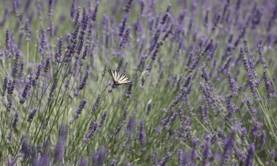 Buca’nın kırları lavanta kokuyor