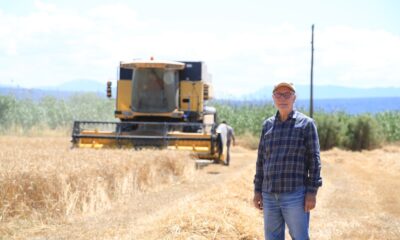 Buğday ve arpa Milas’ta çiftçinin yüzünü güldürdü