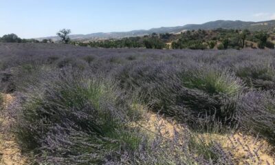 Buldan lavantada söz sahibi olmak istiyor
