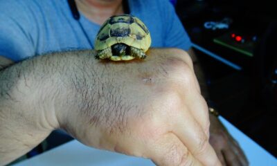 Bulduğu ceviz büklüğündeki kaplumbağa yavrusunu görevlilere teslim etti