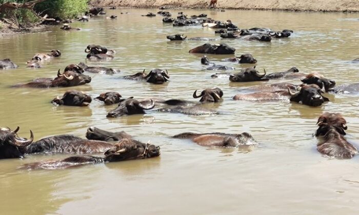 Burası Afrika değil Muş