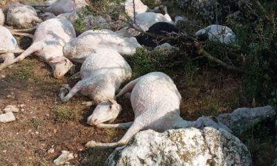 Burdur’da 23 koyun yıldırım düşmesi sonucu telef oldu