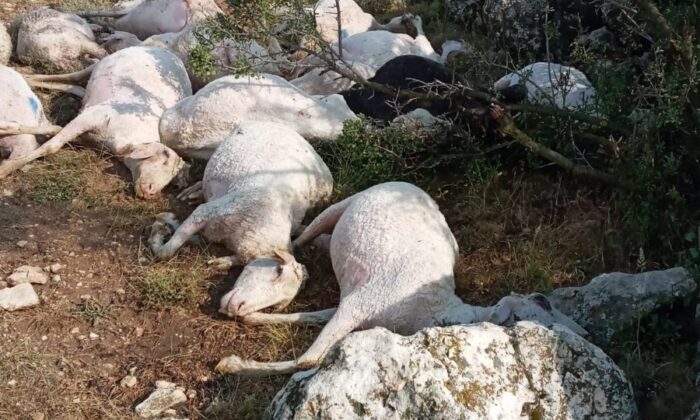 Burdur’da 23 koyun yıldırım düşmesi sonucu telef oldu