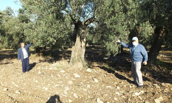 Burhaniye’de Haziran yağmurları zeytine ilaç oldu