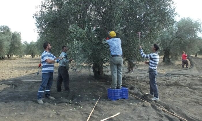 Burhaniye’de zeytinciler güve mücadelesi için uyarıldı
