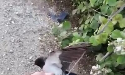 Bursa’da bir çiftçi çalılara takılan kuşu kurtardı