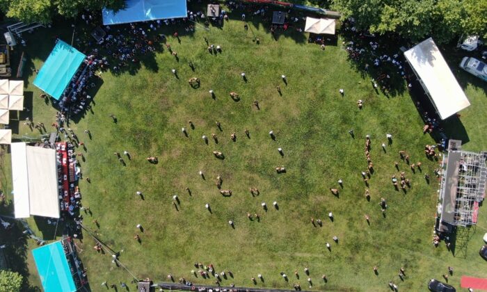 Bursa’da Geleneksel Çalı Yağlı Güreşlerine yoğun ilgi