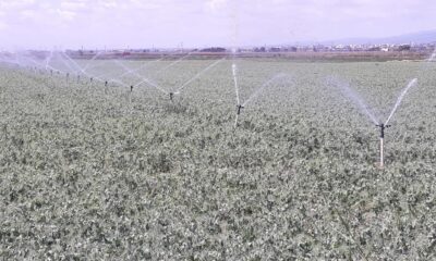 Bursa’da sulama sezonu başladı