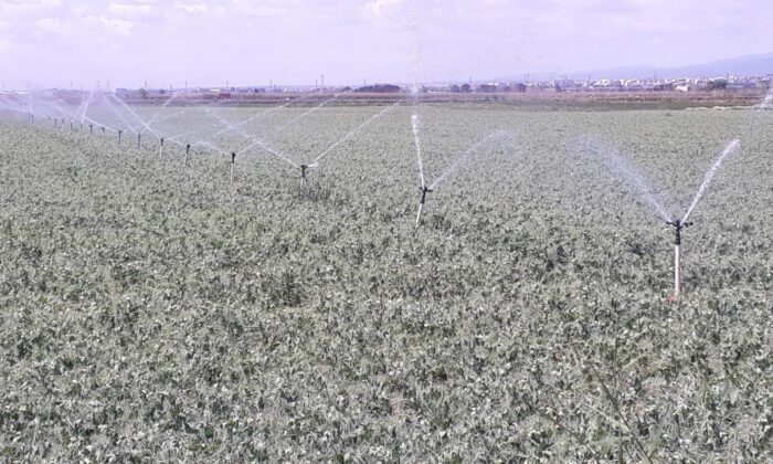 Bursa’da sulama sezonu başladı