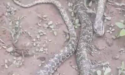 Bursa’da tarlasında dev yılanı gören çifti şaşkınlığını gizleyemedi