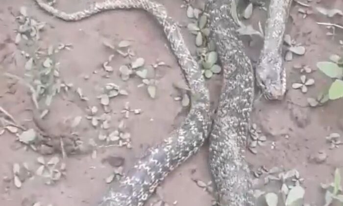 Bursa’da tarlasında dev yılanı gören çifti şaşkınlığını gizleyemedi