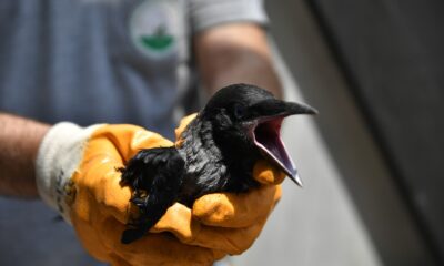 Bursa’da yavru karga su oluğundan böyle kurtarıldı