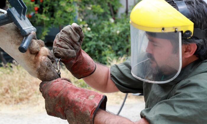 Büyükbaş hayvanlara tırnak ve ayak bakımı