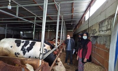 Büyükbaş ve küçükbaş hayvanlar aşılandı