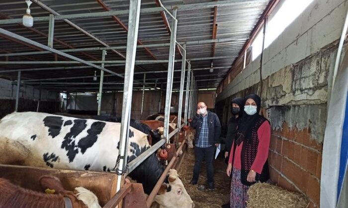 Büyükbaş ve küçükbaş hayvanlar aşılandı