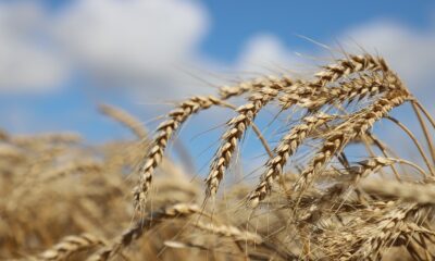 Büyükçekmece’de ‘’Tarımda Yeni Uygulamalar’’ eğitimi tamamlandı