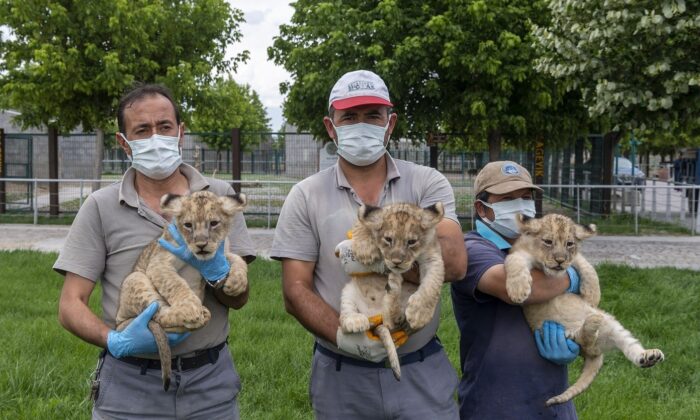 Büyükşehir Belediyesi Hayvanat Bahçesi’nde yeni yavruların sevinci yaşanıyor
