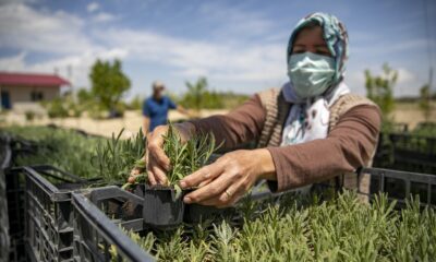 Büyükşehir Belediyesi, üreticilere 250 bin lavanta fidesi dağıttı