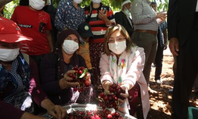 Büyükşehirden kiraz üreticilerine destek