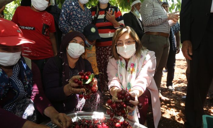 Büyükşehirden kiraz üreticilerine destek