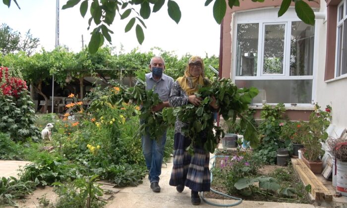 Büyükşehirden taşındılar, evlerinin bahçesinde ipekböceği yetiştiriyorlar