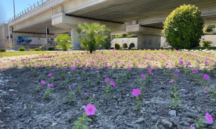 Büyükşehirin ürettiği çiçekler Manisa’yı süslüyor