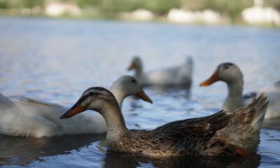 Büyüleyen mesire alanı doğal hayat ve yeşilliği ile ilgi odağı