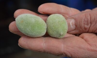 Çağla, sezonu 30 liradan açtı