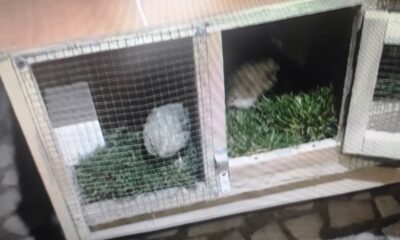 Çalacak bir şey bulamayan hırsız bıldırcın çaldı